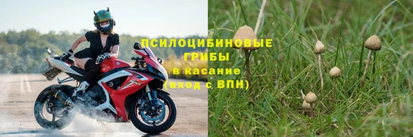 прущие грибы Дмитриев